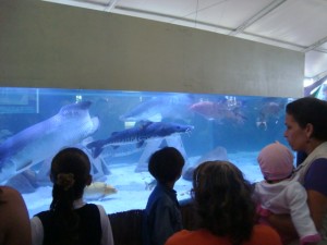 aquario