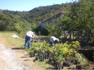 Plantio de árvores no Parque Natural Municipal Vale do Mulembá