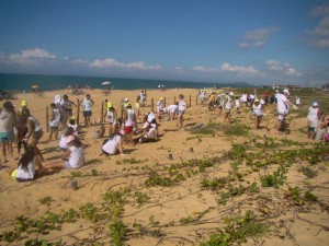 Recuperação da restinga na orla da praia de Iraparica.