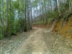 A caminhada ecológica terá saída do Museu Mello Leitão, em Santa Teresa. Crédito: Divulgação Cesan.