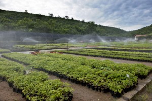 Viveiro de mudas nativas de Mata Atlântica do Instituto Terra, utilizadas nas áreas de reflorestamento do projeto Nascentes. (Foto Weverson Rocio)